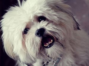 Preview wallpaper dog, face, furry, open mouth