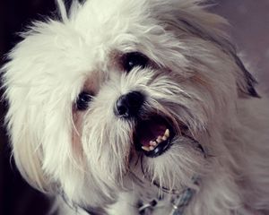 Preview wallpaper dog, face, furry, open mouth