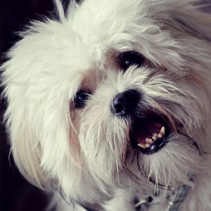 Preview wallpaper dog, face, furry, open mouth