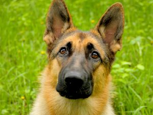 Preview wallpaper dog, face, grass, hunting