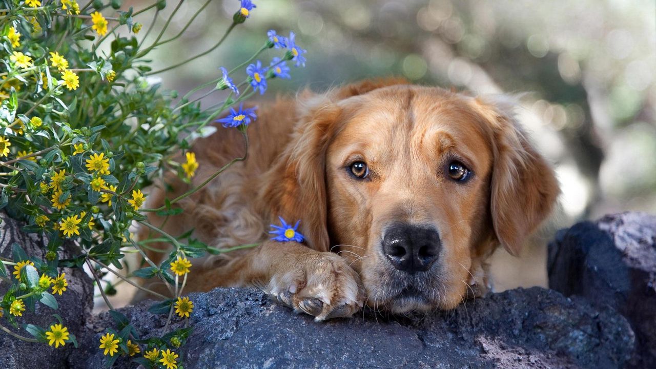 Wallpaper dog, face, grass, flowers, sadness