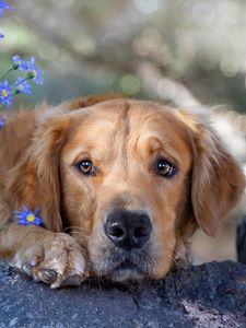 Preview wallpaper dog, face, grass, flowers, sadness