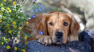 Preview wallpaper dog, face, grass, flowers, sadness