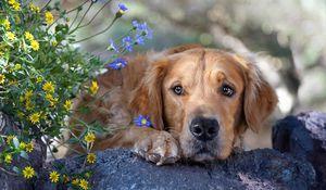 Preview wallpaper dog, face, grass, flowers, sadness