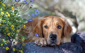 Preview wallpaper dog, face, grass, flowers, sadness