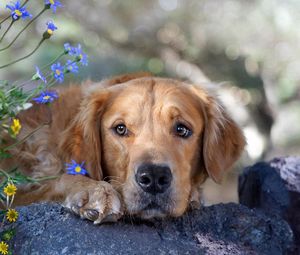 Preview wallpaper dog, face, grass, flowers, sadness