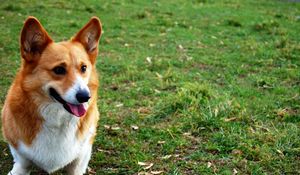 Preview wallpaper dog, face, grass