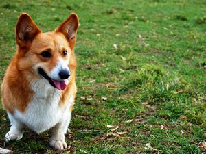 Preview wallpaper dog, face, grass