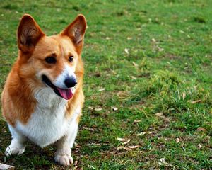 Preview wallpaper dog, face, grass