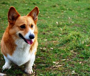 Preview wallpaper dog, face, grass