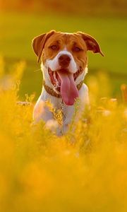 Preview wallpaper dog, face, grass, protruding tongue, escape, flowers, field