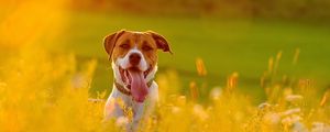 Preview wallpaper dog, face, grass, protruding tongue, escape, flowers, field