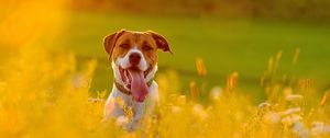 Preview wallpaper dog, face, grass, protruding tongue, escape, flowers, field