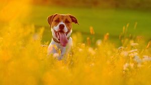 Preview wallpaper dog, face, grass, protruding tongue, escape, flowers, field