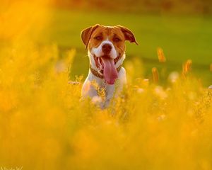 Preview wallpaper dog, face, grass, protruding tongue, escape, flowers, field