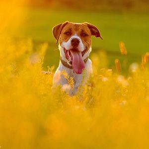 Preview wallpaper dog, face, grass, protruding tongue, escape, flowers, field