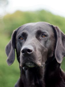 Preview wallpaper dog, face, grass, ears, labrador