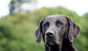 Preview wallpaper dog, face, grass, ears, labrador