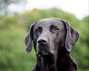 Preview wallpaper dog, face, grass, ears, labrador