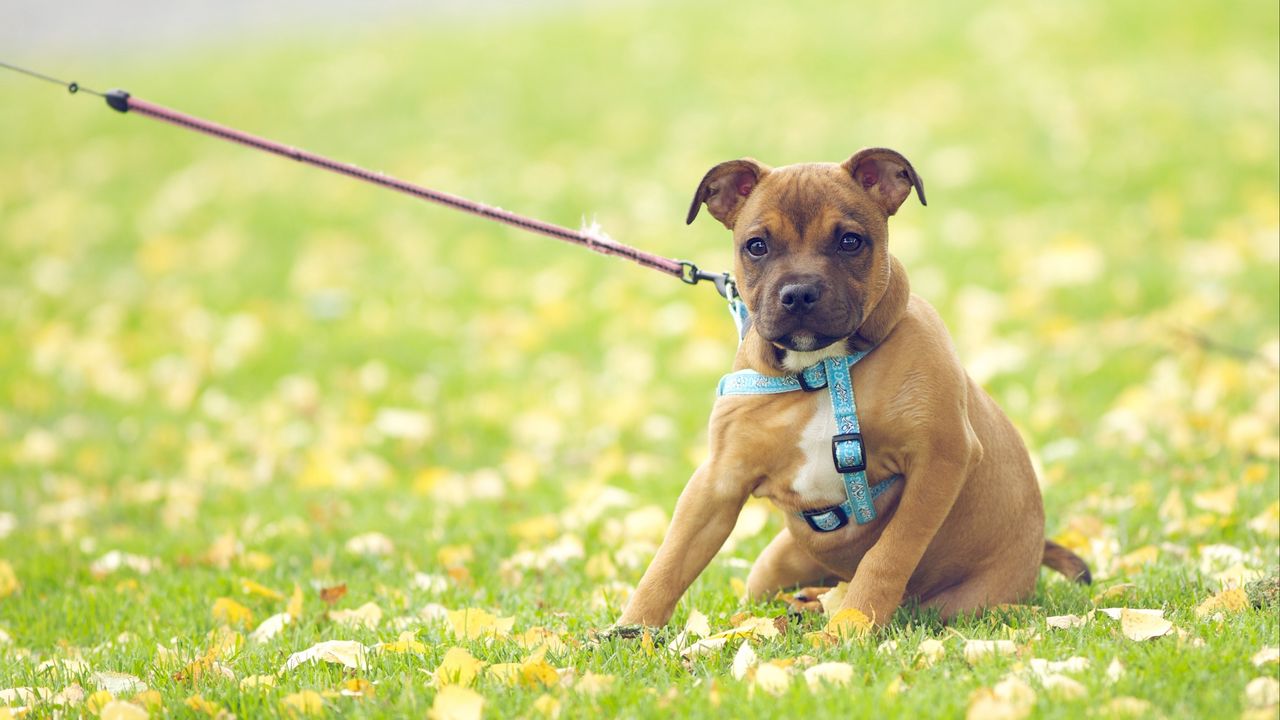 Wallpaper dog, face, grass, flowers, leash