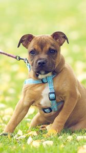 Preview wallpaper dog, face, grass, flowers, leash