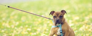 Preview wallpaper dog, face, grass, flowers, leash