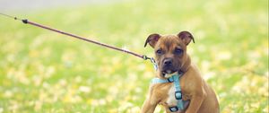 Preview wallpaper dog, face, grass, flowers, leash