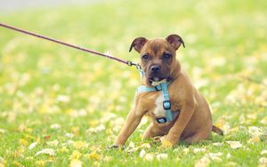 Preview wallpaper dog, face, grass, flowers, leash