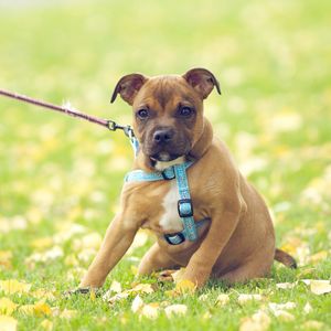 Preview wallpaper dog, face, grass, flowers, leash