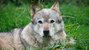 Preview wallpaper dog, face, grass, lie, gray