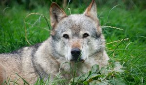 Preview wallpaper dog, face, grass, lie, gray