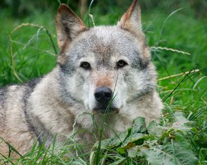 Preview wallpaper dog, face, grass, lie, gray