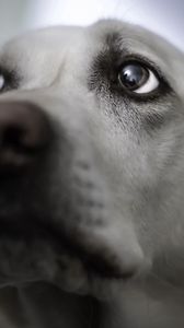 Preview wallpaper dog, face, gray, eyes, blurring