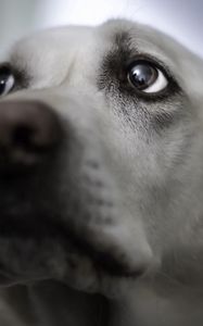 Preview wallpaper dog, face, gray, eyes, blurring