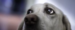 Preview wallpaper dog, face, gray, eyes, blurring