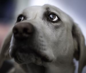 Preview wallpaper dog, face, gray, eyes, blurring