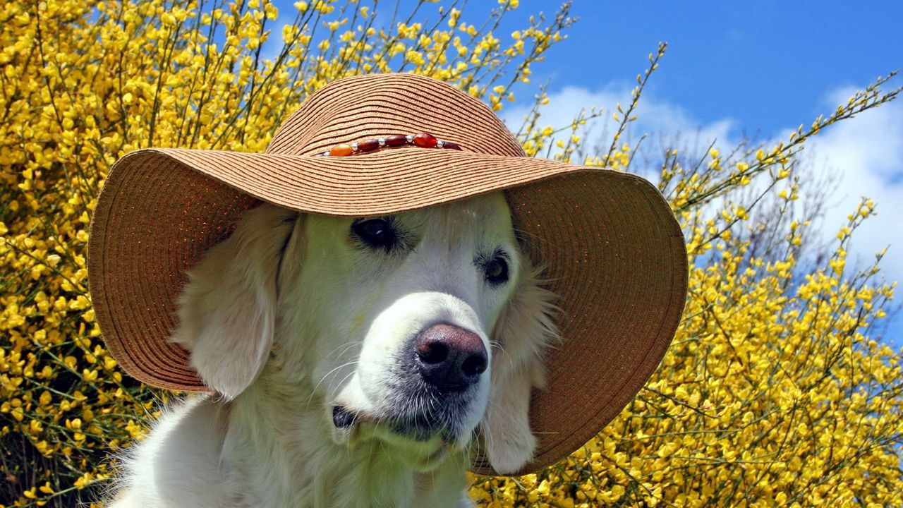 Wallpaper dog, face, hat, summer