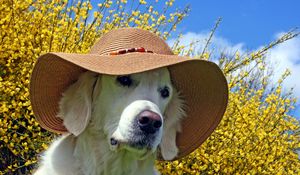 Preview wallpaper dog, face, hat, summer