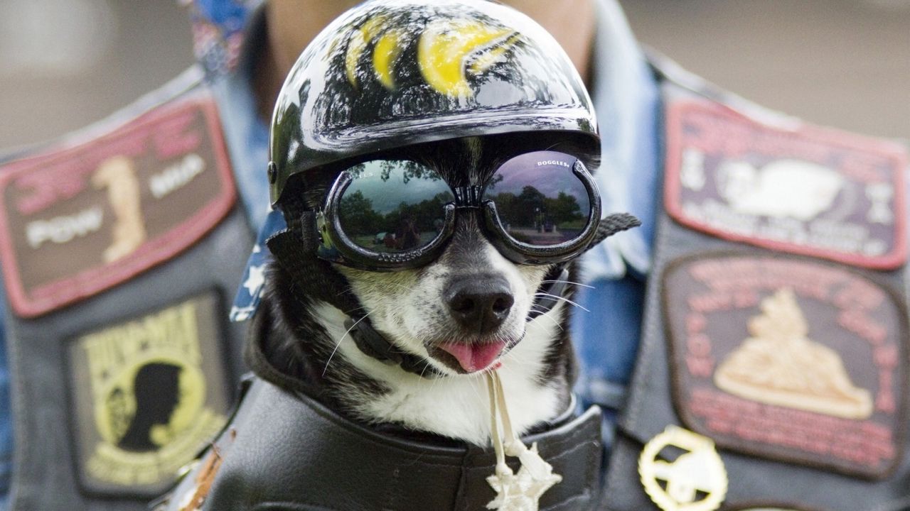 Wallpaper dog, face, helmet, goggles