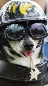 Preview wallpaper dog, face, helmet, goggles