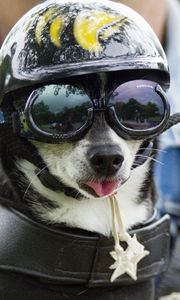 Preview wallpaper dog, face, helmet, goggles