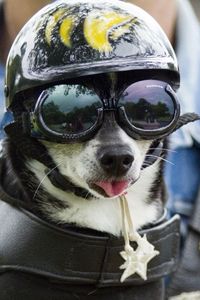 Preview wallpaper dog, face, helmet, goggles