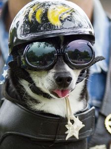 Preview wallpaper dog, face, helmet, goggles