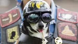 Preview wallpaper dog, face, helmet, goggles