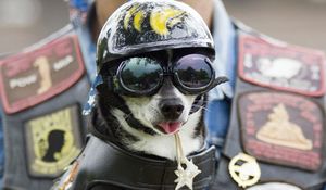 Preview wallpaper dog, face, helmet, goggles