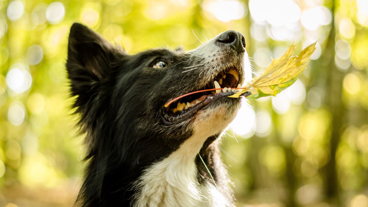 Wallpaper dog, face, leaves, playful