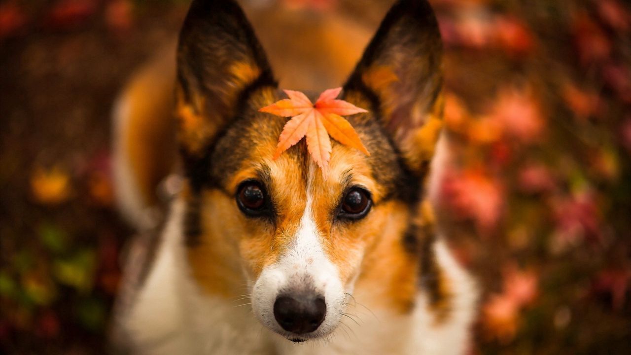 Wallpaper dog, face, leaves, autumn
