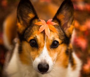 Preview wallpaper dog, face, leaves, autumn