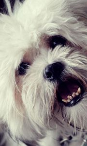 Preview wallpaper dog, face, mouth open, fluffy