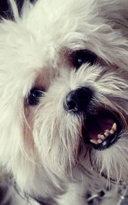 Preview wallpaper dog, face, mouth open, fluffy